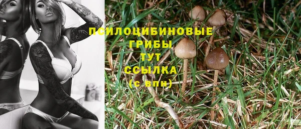 индика Волоколамск